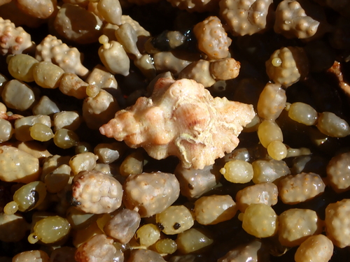 Chicoreus denudatus, 2026-09-29