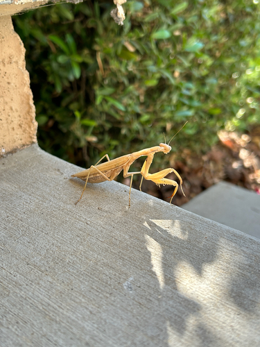 European Mantis