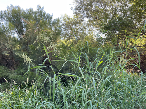 blue panic grass