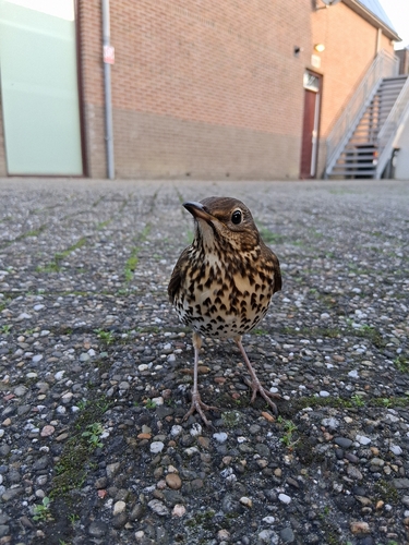 Song Thrush