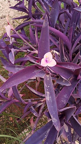 Purple Heart
