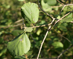 Cordia monoica