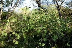 Cordia monoica