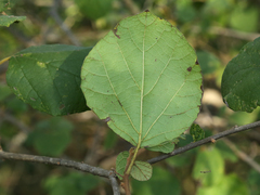 Cordia monoica