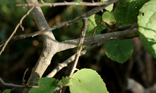 Image of Cordia monoica by (c) Wynand Uys, some rights reserved (CC BY)