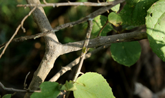 Cordia monoica