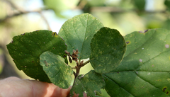 Cordia monoica