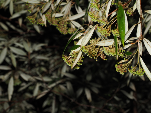 Pomaderris argyrophylla observed 2026-09-25