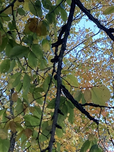 Ulmus thomasii, 2026-09-29