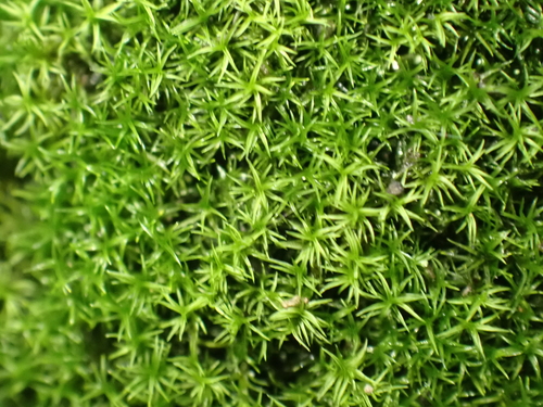 Amphidium mougeotii observed 2026-09-26
