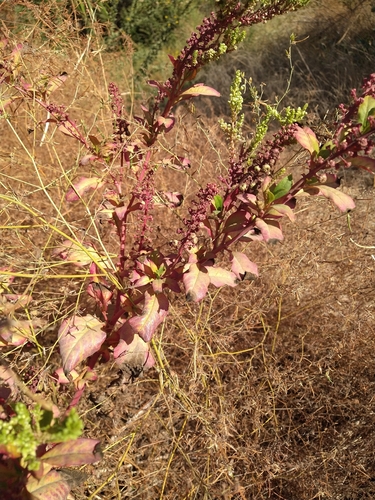 American pokeweed