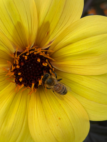 Western Honey Bee