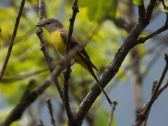 Pericrocotus ethologus