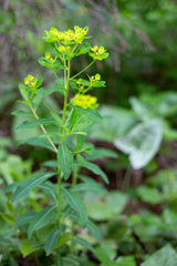 Euphorbia austriaca
