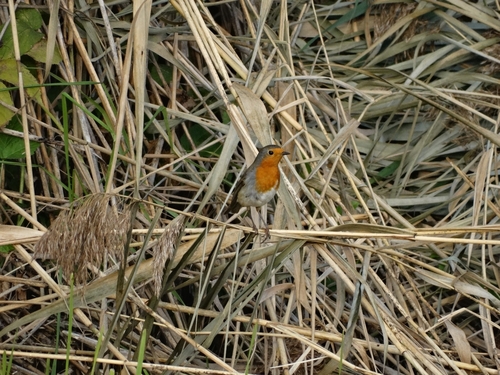 European Robin