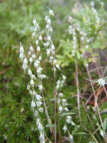 Muhlenbergia uniseta, 2026-09-27
