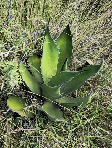 Agave salmiana, 2026-09-29