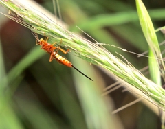 Labeninae