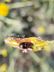 Adalia bipunctata