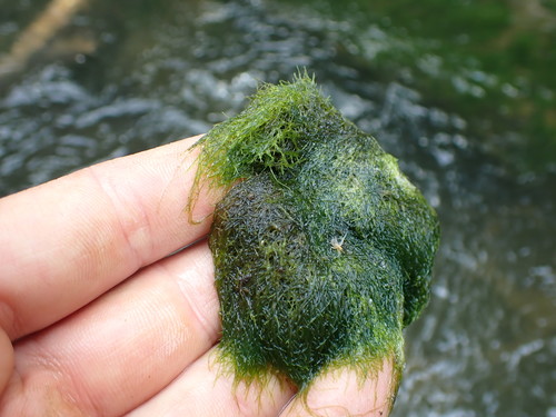 Representative image of Vaucheriales