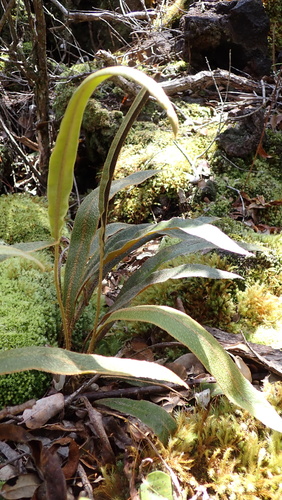 Elaphoglossum paleaceum observed 2026-09-29
