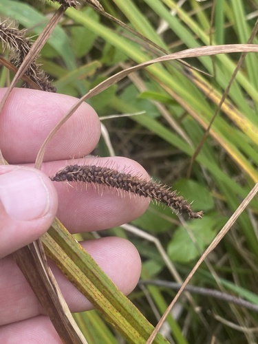 Carex crinita, 2026-09-29
