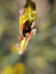 Adalia bipunctata