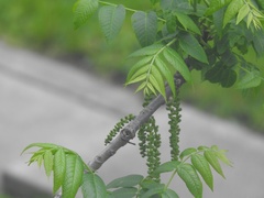 Juglans nigra