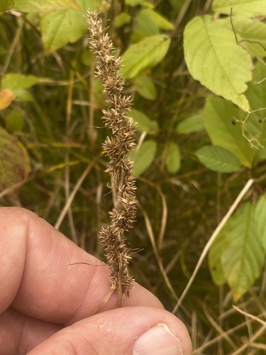 Carex vulpinoidea observed 2026-09-29