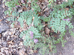 Indigofera kirilowii