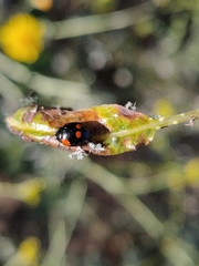 Adalia bipunctata