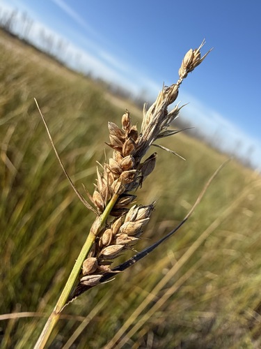 Carex buxbaumii observed 2026-09-03
