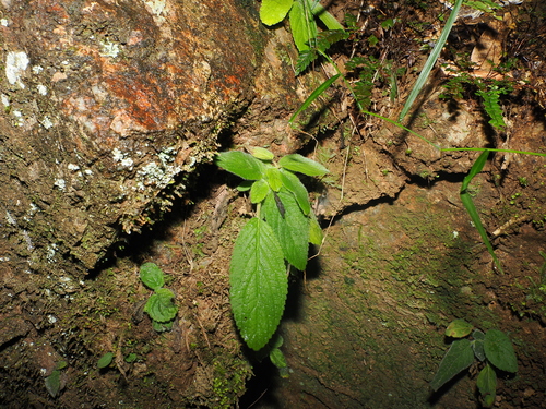 Boea hygroscopica, 2026-09-25