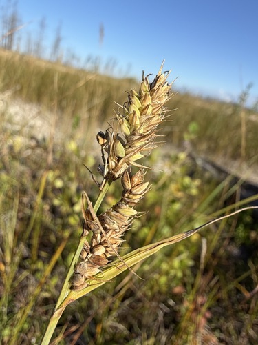 Carex buxbaumii observed 2026-09-03