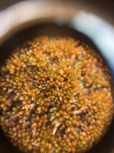 Sphagnum fuscum observed 2026-09-26