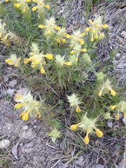 Melampyrum carstiense