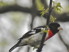 Pheucticus ludovicianus