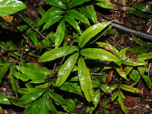 Abacopteris aspera observed 2026-09-26