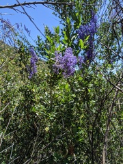 Ceanothus cyaneus