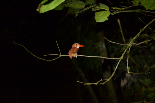 iNaturalist image