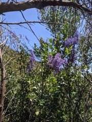 Ceanothus cyaneus