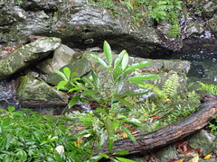 Turpinia ternata
