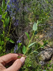 Ceanothus cyaneus