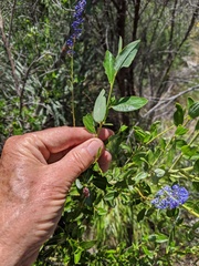 Ceanothus cyaneus