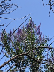 Ceanothus cyaneus