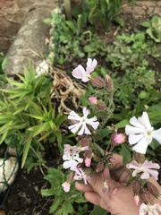 Melandrium