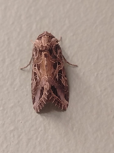 Mediterranean Brocade