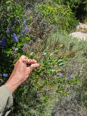 Ceanothus cyaneus