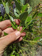 Ceanothus cyaneus
