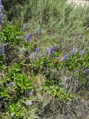 Ceanothus cyaneus